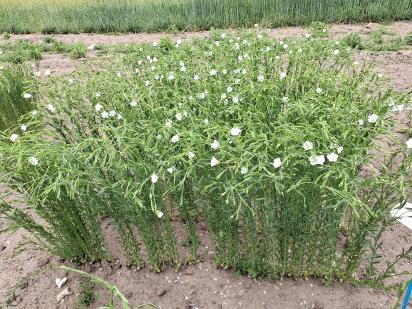 Click for 1 image(s) for this accession.